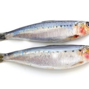 SARDINE FISH